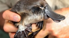 Než úžasné ve směru hodinových ručiček?