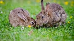 Než zajíc se liší od svého králíka?