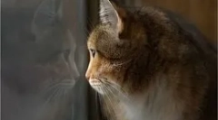 Co dělají kočky, když zůstanou doma?