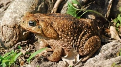 Než slavný ropucha yeah?