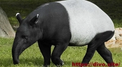 Chaperal tapir