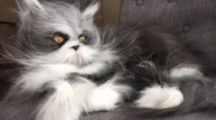 Cat cabs: typy a účel