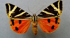 Čtyři polohovací medvěd