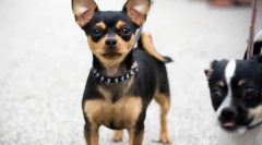 Chihuahua - nejstarší plemeno psů