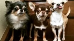Chihuahua: historie názvu plemene