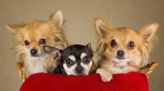 Chihuahua