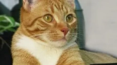 Cat chipping: má potřebu pet