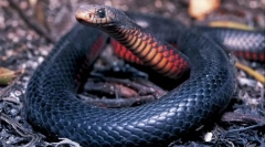 Černý snake