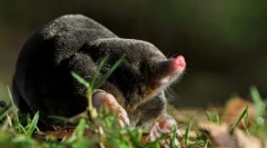 Ten krtko dělá podzemí?