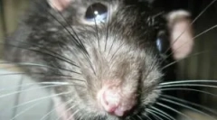 Co je deratizace a jeho fáze