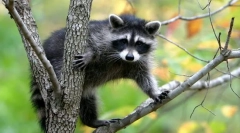 Jaká je klasifikace živých bytostí?