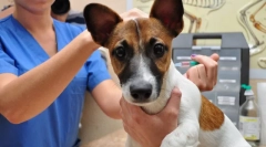 Co je očkování psů a proč je potřeba?