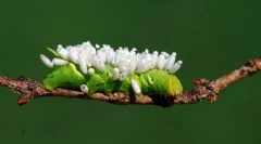 Co čeká na housenu infikované jezdci vejce?