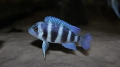 Digion frontose (cyphotilapia frontosa)