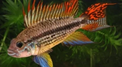 Cichlids - funkce, obsah, chov