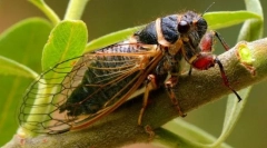 Tsicada (fotografie): zručný hmyz