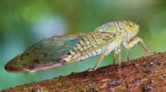 Tsicada, cycada a potnie