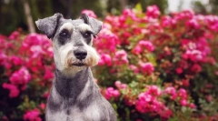 Miniaturní schnauzer (fotografie): nádherný přítel, spolehlivý a věrný statečný