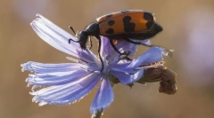 Květinové selhání