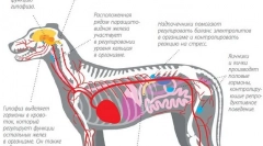 Reliéf růstu hormonu