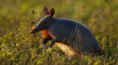 Deset nejdelších zvířat na zemi