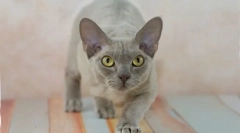 Devonshire rex