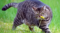 Kočka dieta v obezitě