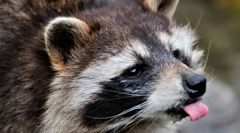 Divoké a domácí raccasions (8 fotek)