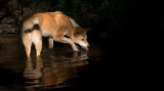 Dingo - divoký pes austrálie