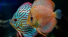 Discus