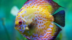 Discuze (symphysodon)