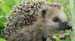 Pro které některé zvířecí jehly?