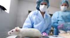 Co je potřeba kastrace a sterilizace krys, náklady, jak je operace