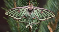 Denní a noční motýli