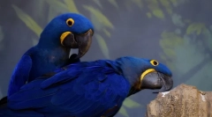 Domácí papoušci, 10 nejlepší parrot domácí plemena
