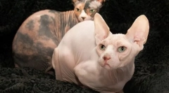 Don sphinx (fotografie): laskavá a hravá kočka bez oblečení