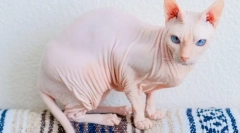 Don sphinx - cat plemeno