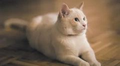 Výcvik koček: připravit domácí umělec