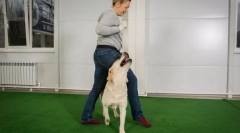 Oblékání na poslušnosti