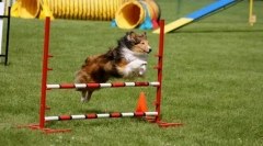 Trénink překonat překážky