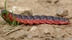 Aweller bez zápachu a poškození, zanícené