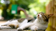 Drtal pro kočky: svědectví a kontraindikace léku