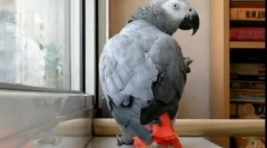 Pernate a pop star duet: video kde parrot zpívá song ani lorak