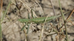 Popnaya dipka