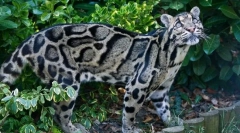 Kouřový leopard