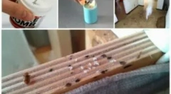 Komíny z bedbugs