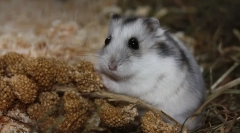 Dzhungarian hamster: popis, cena, obsah, krmení