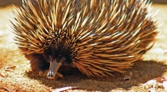 Echidna australan