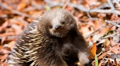 Echidna: foto a podrobný popis zvířete