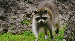 Raccoon polsky